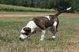 AMSTAFF  PUPPIES 199